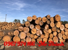 Chuyên cung cấp gỗ thông chất lượng - Giá tốt